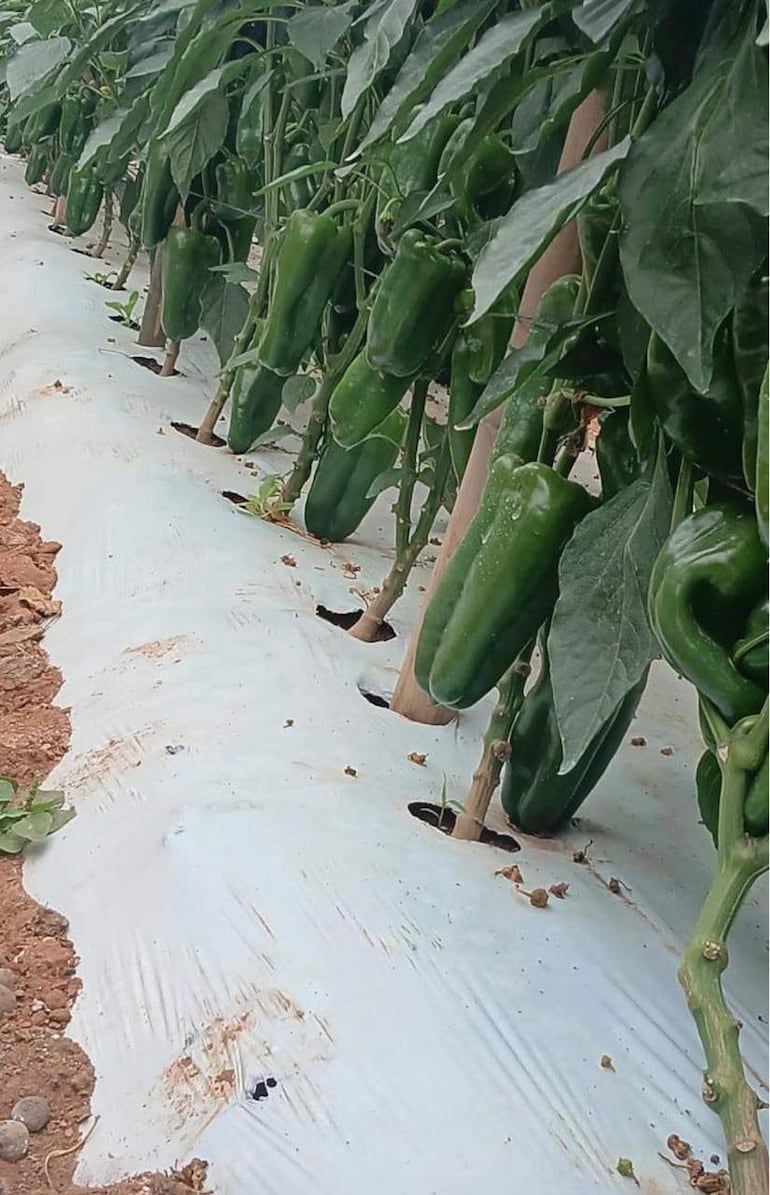 María Adelfa Coelho asegura que bajo invernadero duplicó la producción de locote: de 2,7 a unos 5 kilos por planta.