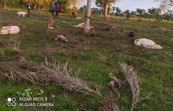 Faenan cuatro animales de pequeños productores de San Roque González