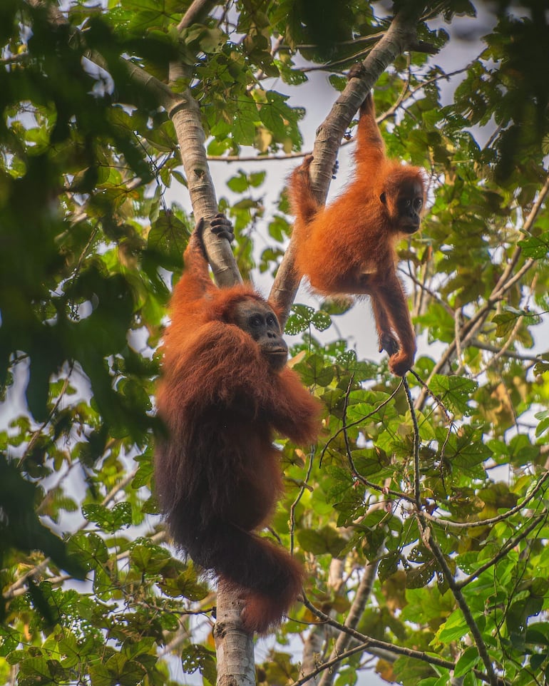 Esta fotografía sin fecha, tomada por el Centro de Información del Orangután y difundida el 10 de junio de 2026, muestra a orangutanes de Tapanuli sobre un árbol en el bosque de Batang Toru, en Sumatra del Norte, Indonesia.
