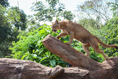Un ejemplar de puma es uno de los tantos especies que se puede apreciar en el recorrido en el Sendero del Jaguareté, en el Centro Ambiental Tekotopa de Itaipu, ubicado en la ciudad de Hernandarias.