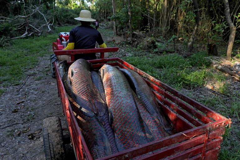 Un pescador transporta una captura de Pirarucú (Arapaima gigas) en un remolque en la Reserva de Desarrollo Sostenible Mamirauá (RDS) en Fonte Boa, estado de Amazonas, Brasil, el 5 de noviembre de 2022.