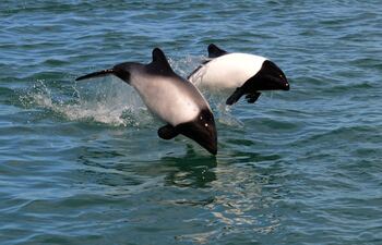 Delfín de Commerson o delfín “panda”.