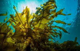 Bosque de algas marinas