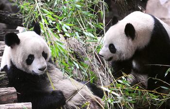 Fotografía de archivo: Huan Huan ("feliz") y Yuan Zi ("gordito"), dos pandas chinos, son vistos en su recinto en el zoológico de Beauval en Saint-Aignan, en el centro-oeste de Francia, el 17 de enero de 2012.