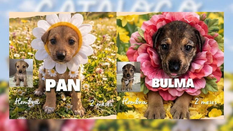 Cachorros Pan y Bulma con coronas de flores, mostrando alegría en un entorno natural lleno de flores.