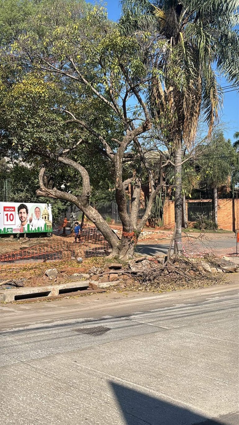 Persona en camiseta azul trabaja en el paisaje, rodeada de un árbol de mango y un entorno en remodelación bajo un día soleado.