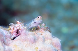 Pez blenio (Ecsenius yaeyamaensis).