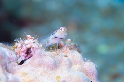 Pez blenio (Ecsenius yaeyamaensis).