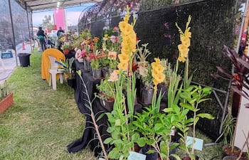 El recinto presentó un "túnel de flores", un paseo temático donde se exhiben y comercializarán orquídeas y flores de corte.