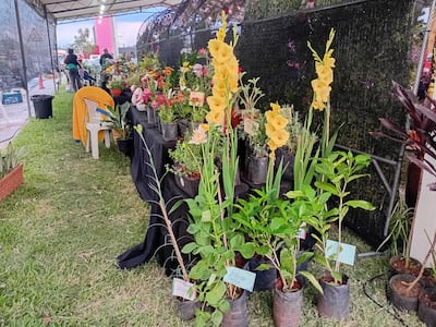 El recinto presentó un "túnel de flores", un paseo temático donde se exhiben y comercializarán orquídeas y flores de corte.