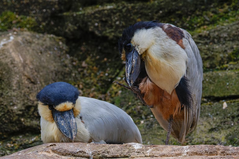 Garza pico de bote (cochlearius cochlearius).