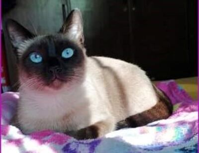 Es muy amorosa y confianzuda, dice su dueña.