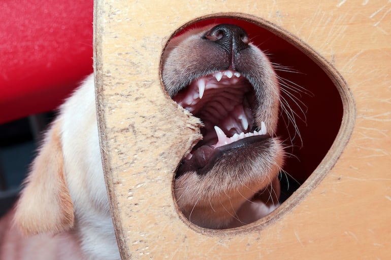 Dientes de cachorro.