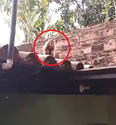 Un mono recorre los techos del barrio San Blas de Capiatá.