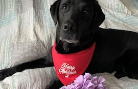 Una mascota sin estrés por las bombas de Fin de Año se logra con entrenamiento.