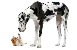 Perro de la raza chihuahua y perro gran danés.