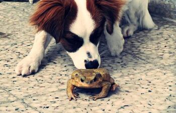 Intoxicación por toxina de sapo o bufotoxina, es algo que ocurre muy frecuentemente en nuestro país y mas en temporada de lluvias y no es algo que se debe tomar a la ligera, ya que si no se trata a tiempo o adecuadamente puede llevar a la muerte de tu mascota.