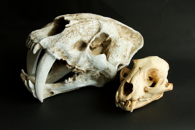 La diferencia de tamaño relativa entre el Smilodon extinto y un leopardo moderno.