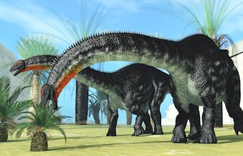 Dinosaurios Apatosaurus comiendo plantas.