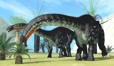 Dinosaurios Apatosaurus comiendo plantas.