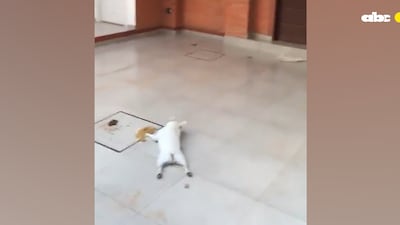 Crueldad animal: habrían dejado morir a un cachorro por golpe de calor.