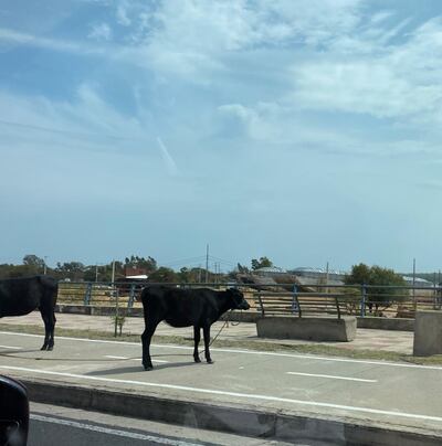 Animales sueltos en la Costanera de Asunción.