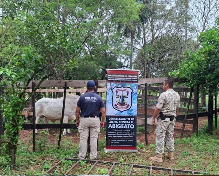 Coronel Oviedo: Policía incauta unos 300 kilos de carne tras procedimiento