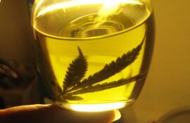 El aceite de cannabis se ha utilizado durante siglos como un remedio natural para la discapacidad, el dolor crónico y otros problemas de salud.