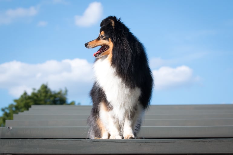 Perro pastor de las islas Shetland o sheltie.