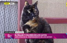 Gato tricolor