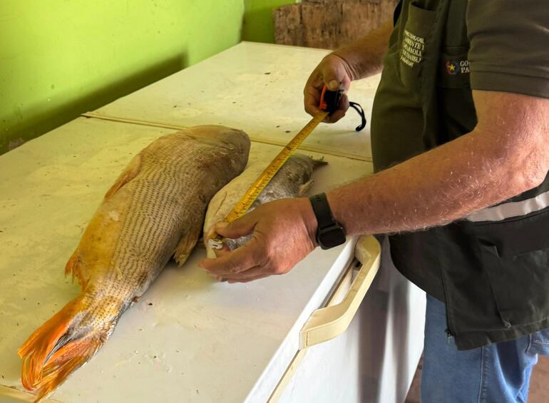 El Ministerio del Ambiente y Desarrollo Sostenible (Mades) incautó una importante cantidad de peces comercializados ilegalmente durante la veda.