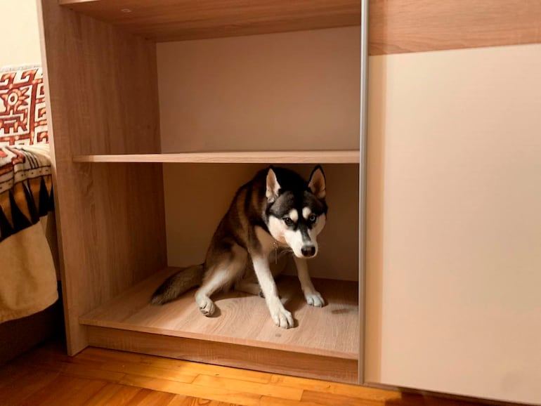 ¿Tu perro se siente culpable?