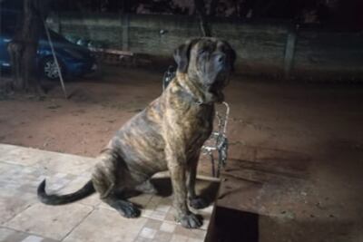 Sus dueños dicen que se llevaron a su perro.