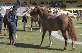 Expo Paraguay