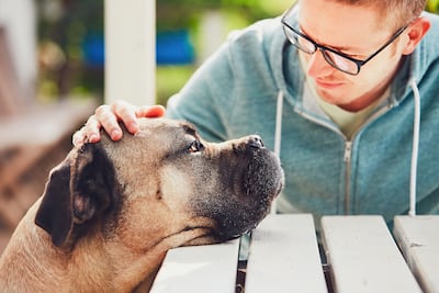 Los perros pueden distinguir entre el miedo y la tristeza en los rostros humanos.
