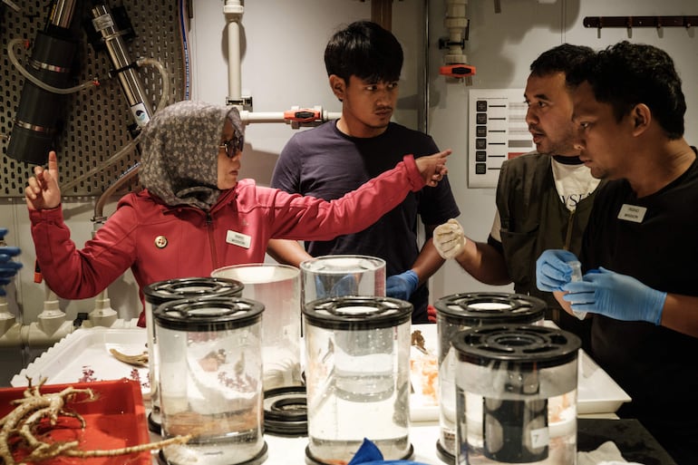 Esta foto, tomada el 9 de enero de 2026, muestra a la especialista indonesia en crustáceos Pipit Pitriana (izquierda), de la Agencia Nacional de Investigación e Innovación (BRIN), conversando con otros científicos marinos sobre especímenes de aguas profundas recolectados por un sumergible, a bordo del OceanXplorer.