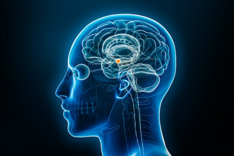 Amígdala cerebral: qué es y por qué puede hacerte reaccionar antes de pensar.