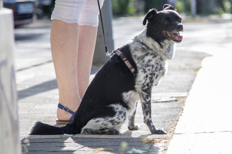 Antes de salir a dar la vueltita obligada, más vale probar qué tan caliente está el asfalto. Nosotros llevamos calzado, pero el pobre perro, no.