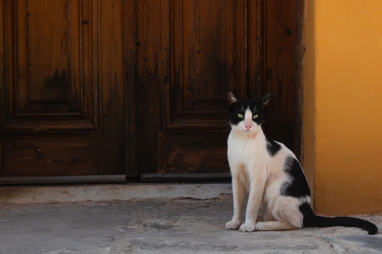 ¿Por qué los gatos odian las puertas cerradas?