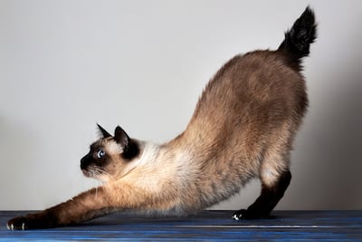 Un gato se estira.