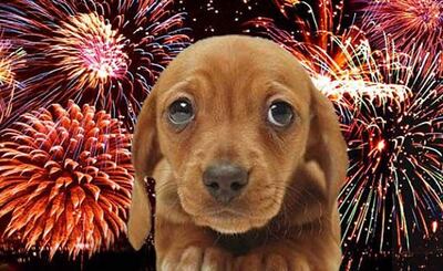 Cada año miles de mascotas en el mundo se pierden o mueren durante las festividades de fin de año y esto es debido al terror que produce en la mayoría de ellos las explosiones de petardos y fuegos artificiales.