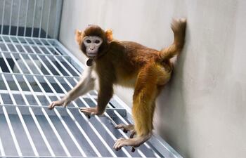 Fotografía de Zhaodi Liao en el Laboratorio de la Academia de Ciencias en Shanghai.