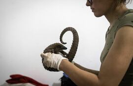Una nueva especie de pangolín fue descubierta por científicos a partir del análisis de escamas del mamífero que habían sido confiscadas, según un estudio publicado el martes. Foto ilustrativa.