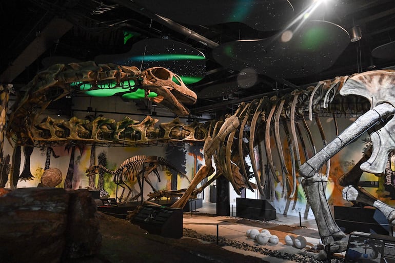 Un esqueleto de modelo de Nagatitan chaiyaphumensis, el dinosaurio más grande de Tailandia, es fotografiado en el Museo Thainosaur en Bangkok el 15 de mayo de 2026.