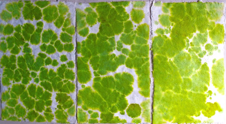 Tres paneles verticales con patrones verdes que evocan formas de vegetación, sin personas presentes.