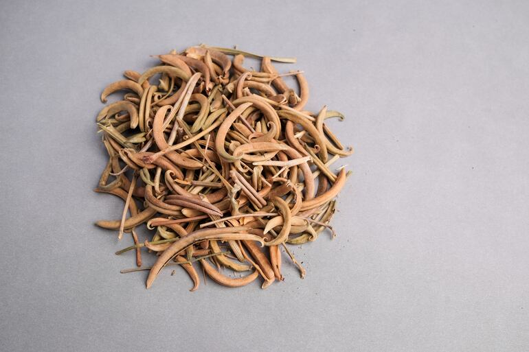 Harpagophytum procumbens.