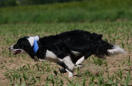 Perro de la raza border collie corriendo.