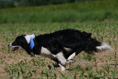 Perro de la raza border collie corriendo.