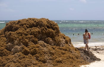 na persona con un bebé en brazos camina junto a sargazo aglomerado en la arena de una playa.