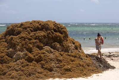 na persona con un bebé en brazos camina junto a sargazo aglomerado en la arena de una playa.